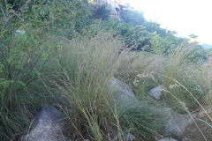 Cymbopogon coloratus